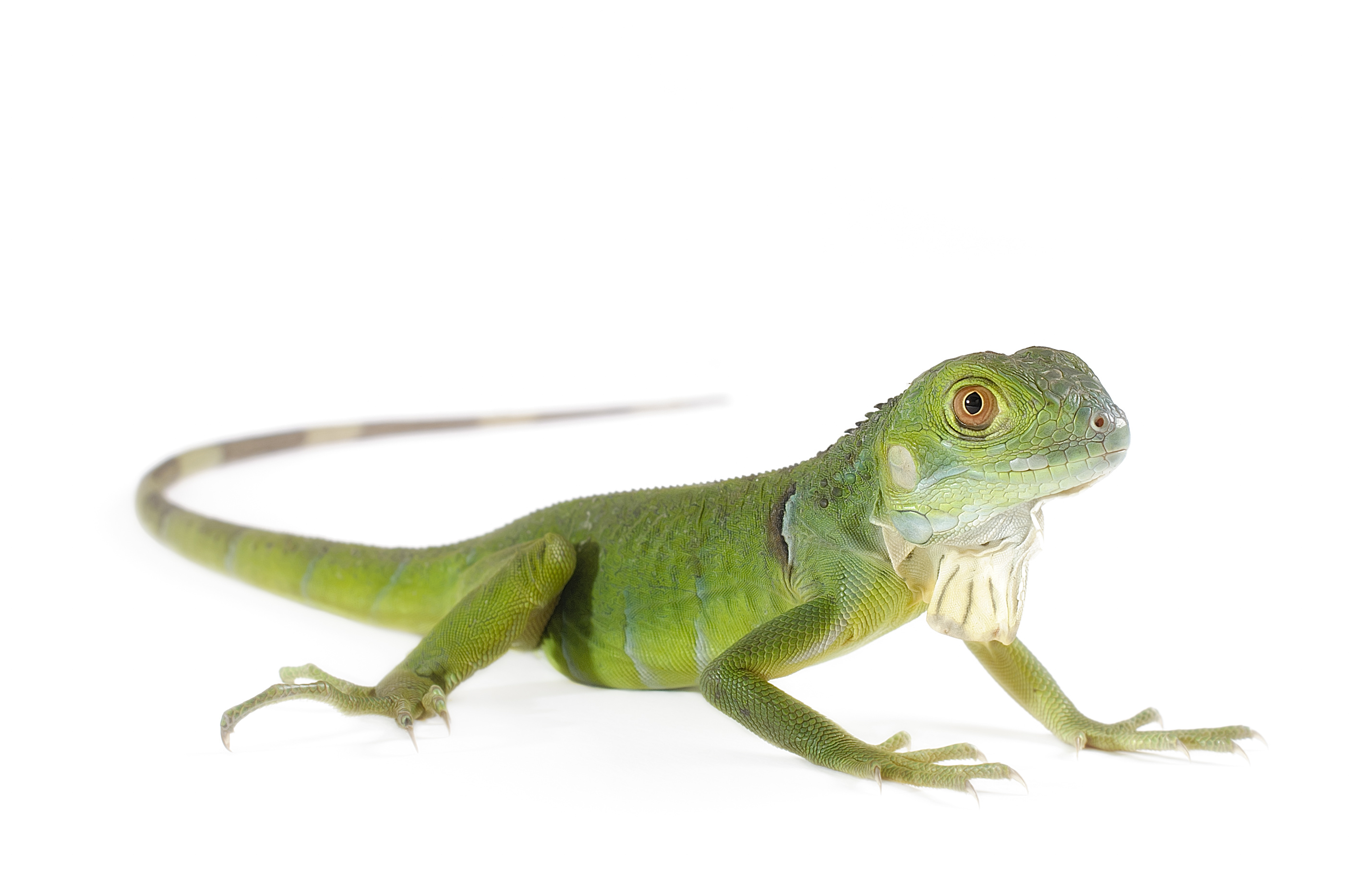 Pet Insurance Alternative for lizards | Pet Assure