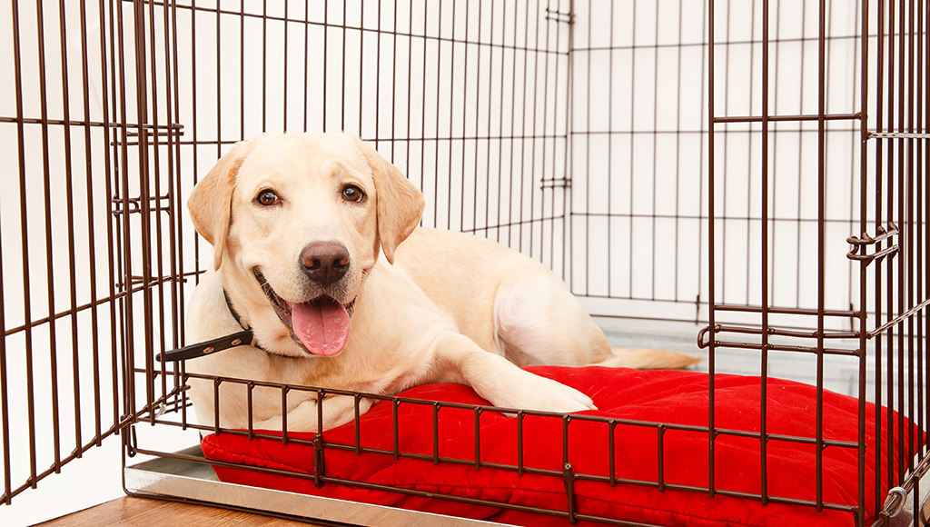 how long to crate train your dog