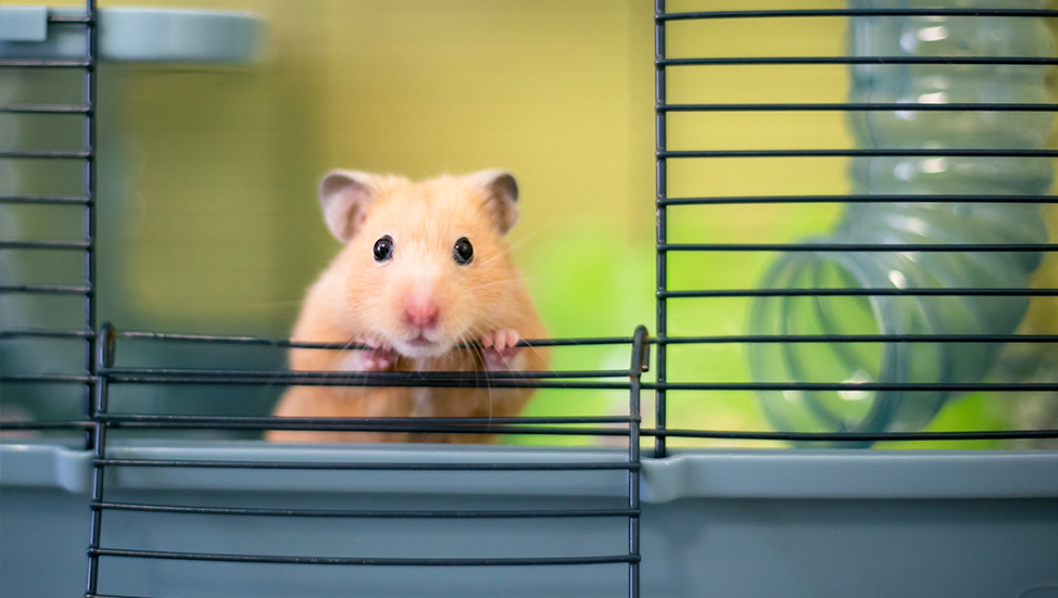 How long do Hamsters Live? - Animal Corner