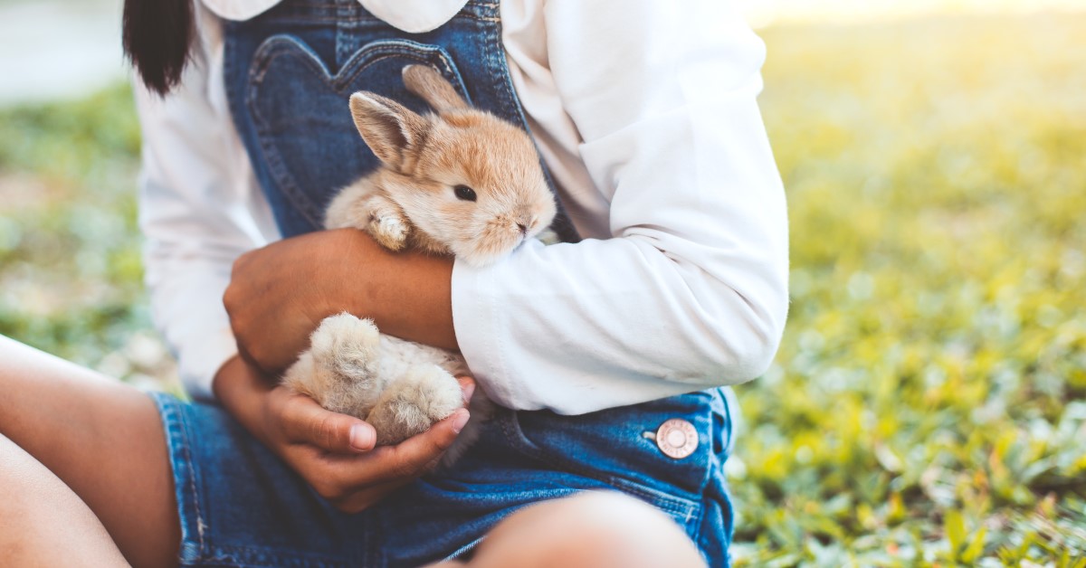 Summer Care Tips for Your Pet Rabbit