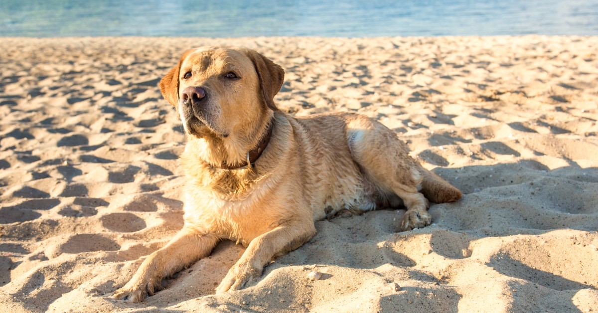 how often do dogs need sunlight