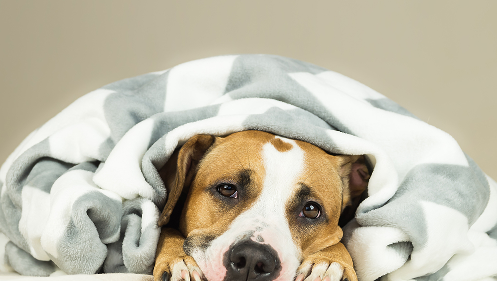 Canine Parvovirus: Signs and Symptoms