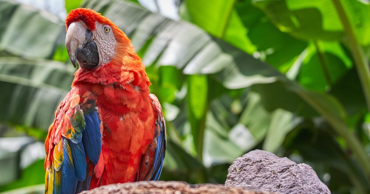 Interesting Facts About Parrots  Little Known Traits of These Unique Birds