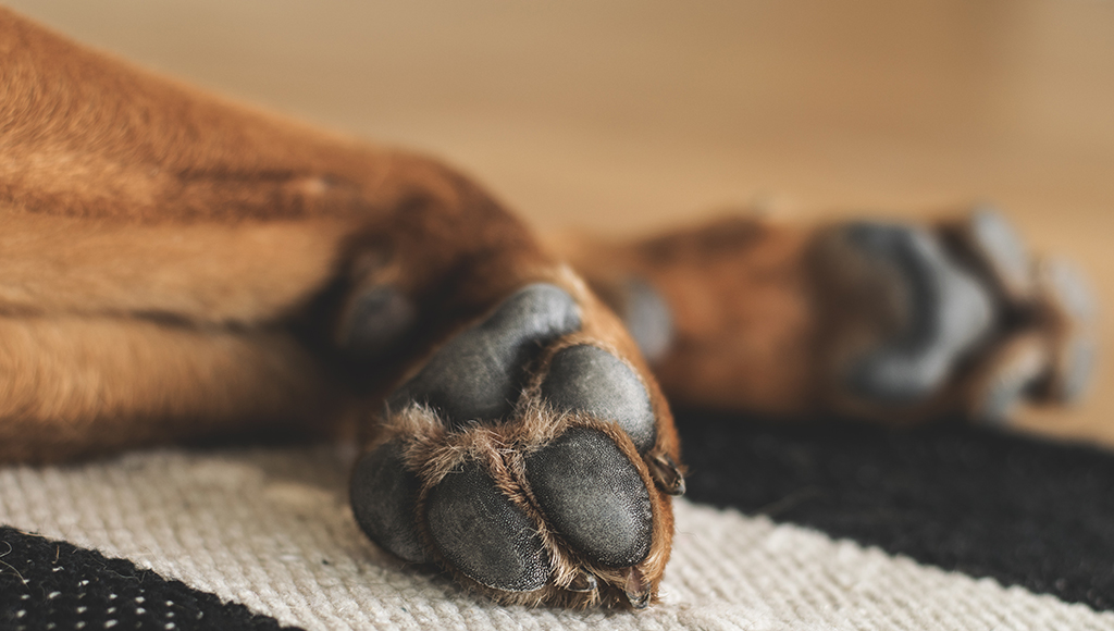 Paw Problems Burns Blisters And Sores