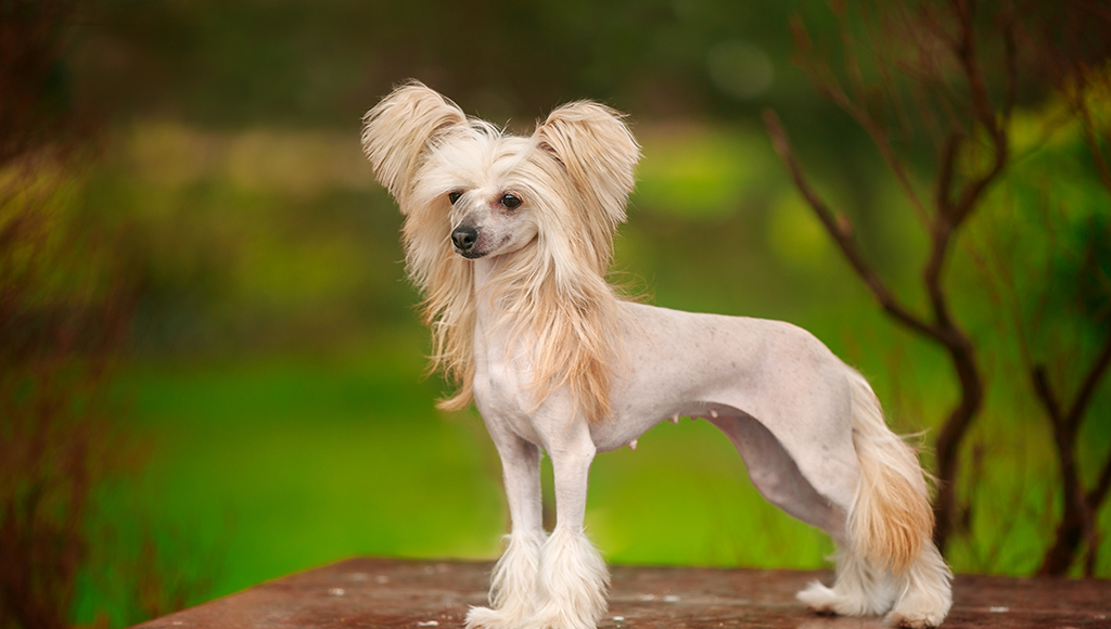 chinese crested puppies for sale