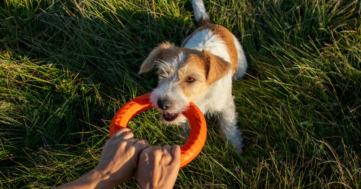 Tug-of-Floor Dog Toy for Aggressive Chewers Interactive Dog Toys tug of war  Toy