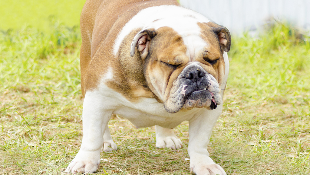 what to do when your dog is constipated