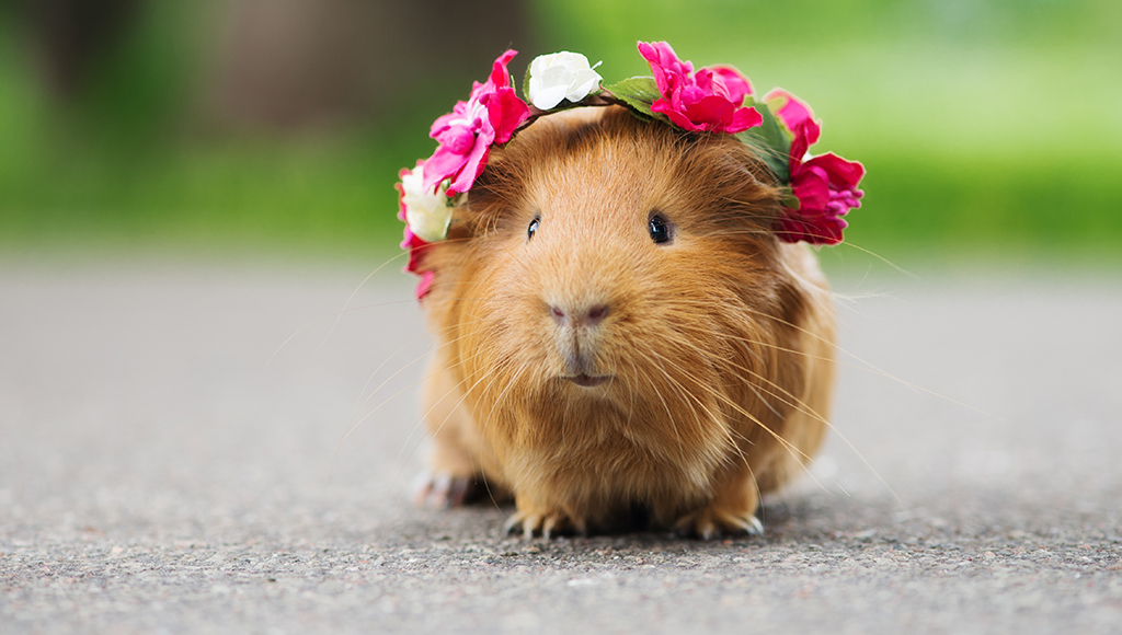 how to look after your guinea pig