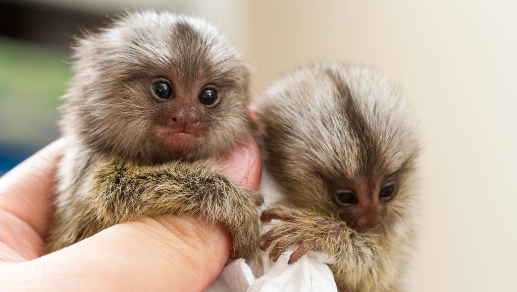 Animal Professionals Hand-Raising Tiny Goeldi's Monkey - The