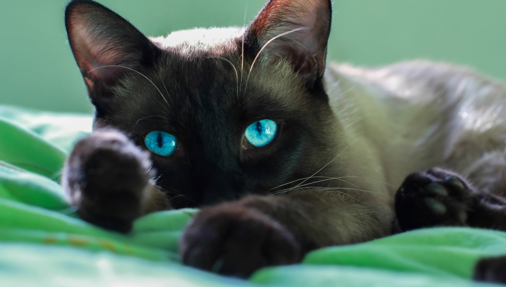 three interesting facts about cats