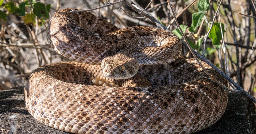 Ask Dr. Jenn: How Can I Protect My Dog From Rattlesnakes?