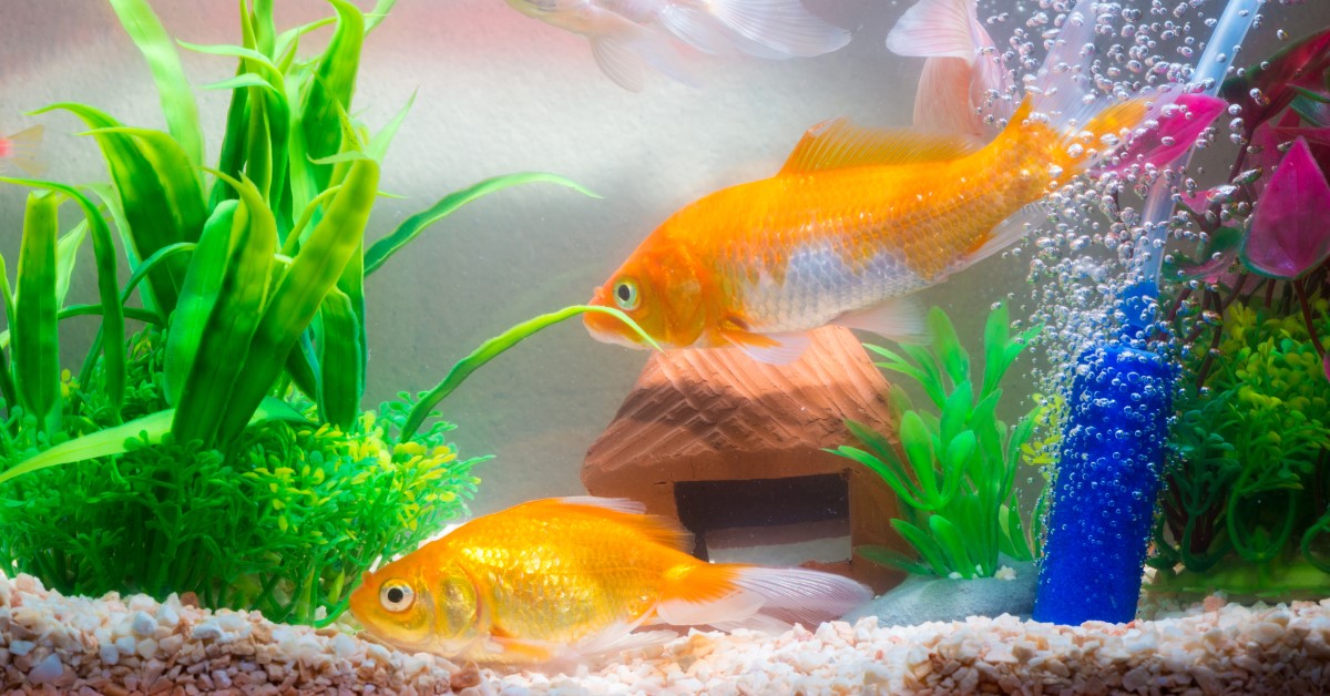 Major Health Benefits to Owning an Home Aquarium