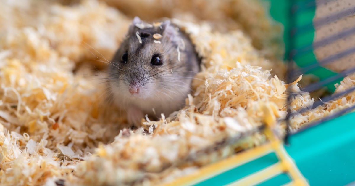 Pet Syrian Hamster: Personality, Diet & Care - Lil Pet