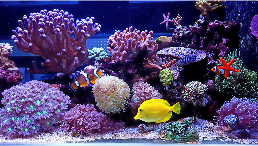 Reef Aquarium Setup Guide