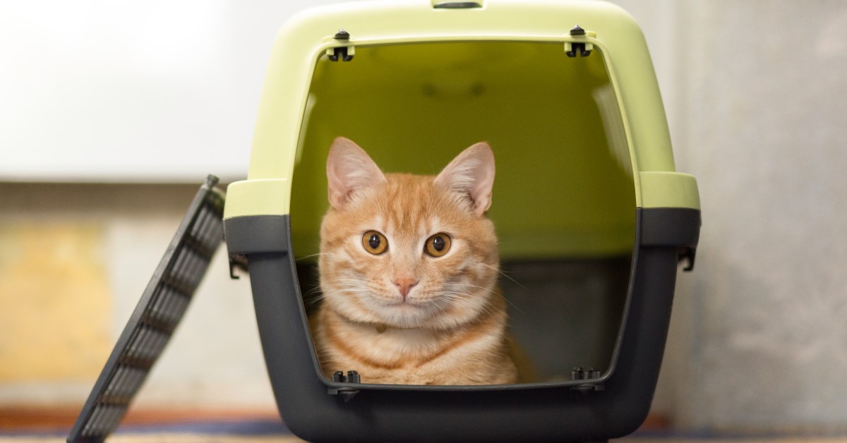 A Guide for Choosing the Best Cat Carrier