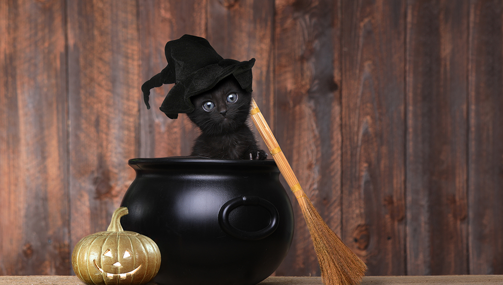 Halloween Safety For Your Cat