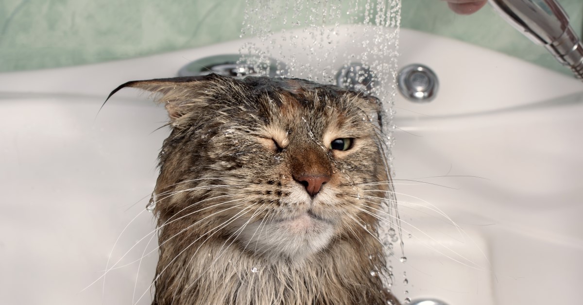 How To Give Your Cat a Bath To Remove Fleas | A Step-By-Step Guide