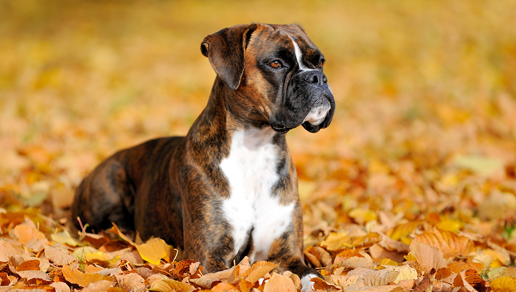 how do you potty train a boxer puppy