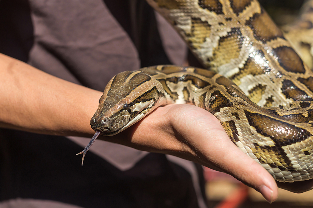 Pet Insurance Alternative for snakes | Pet Assure