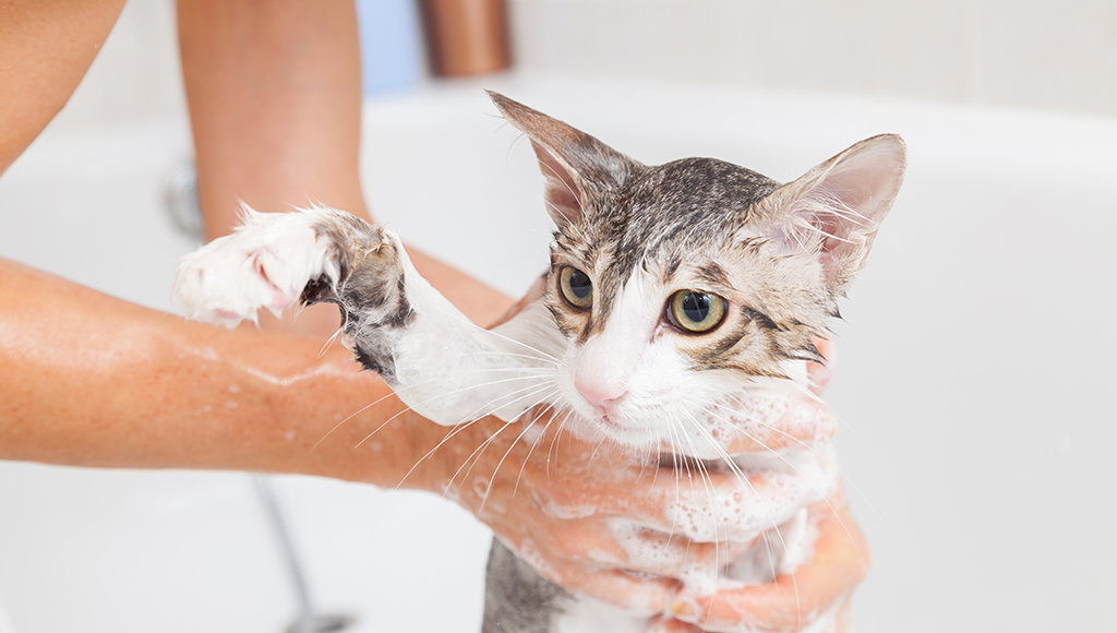 The Essential Guide to Cat Grooming and Bathing: Tips, Frequency and ...