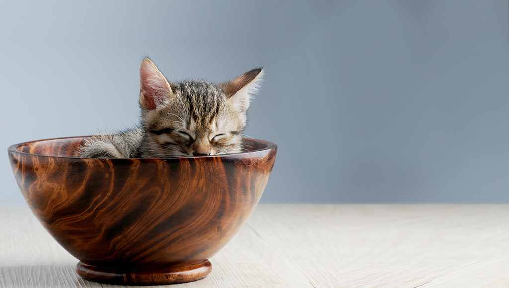Dwarf, Miniature and Teacup Cats