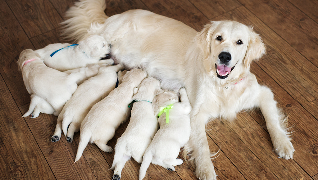 puppy care from birth