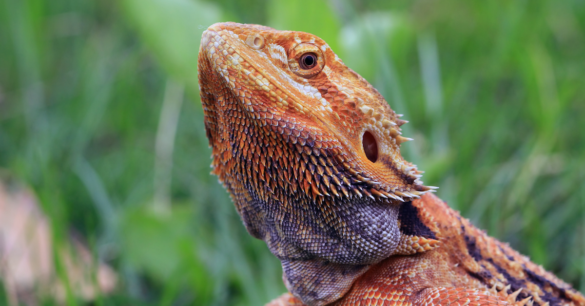 What you need to know before getting a bearded dragon