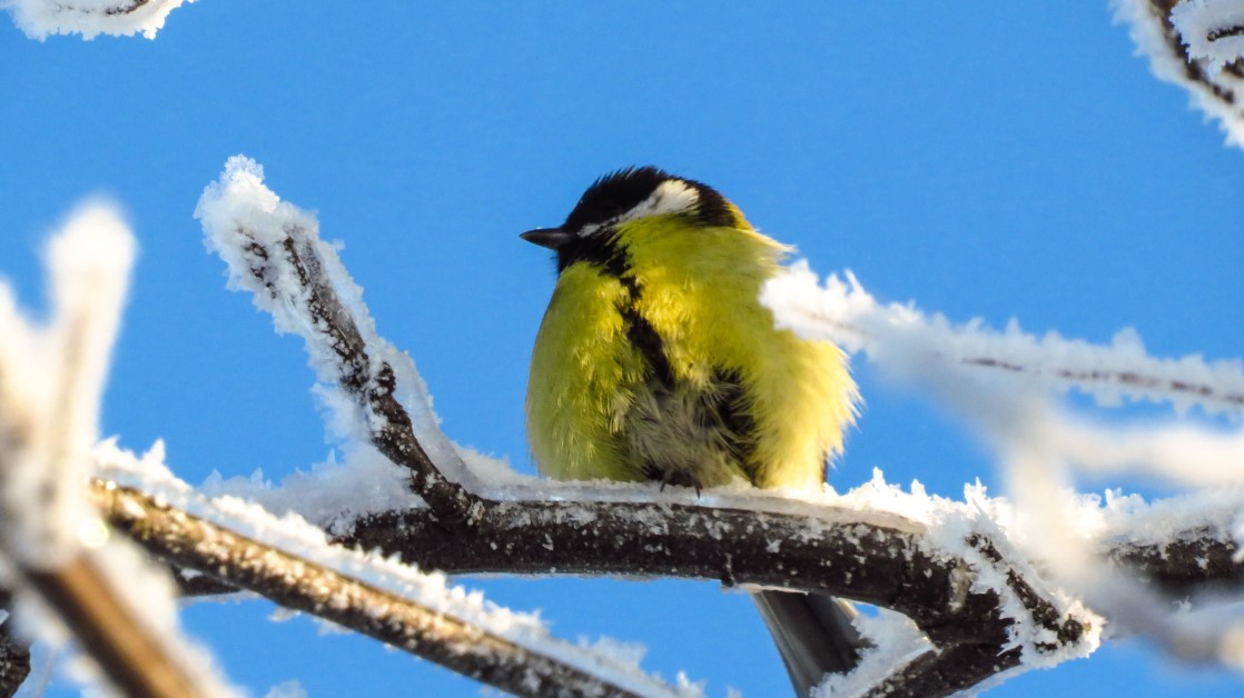 Winter bird feeder cam – Great tits